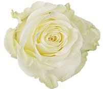 Элитная белая роза Эквадор