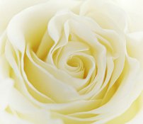 Элитная белая роза Эквадор