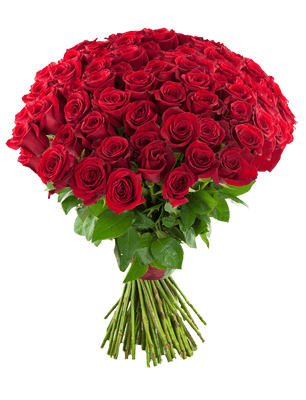 101 красная роза Эквадор 70 см.