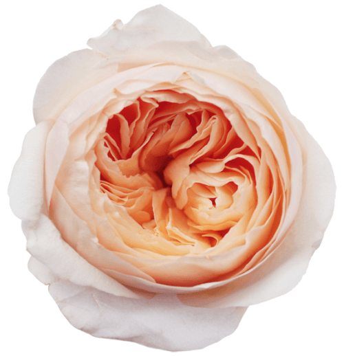 доставка цветов пионовидные розы, фото 2