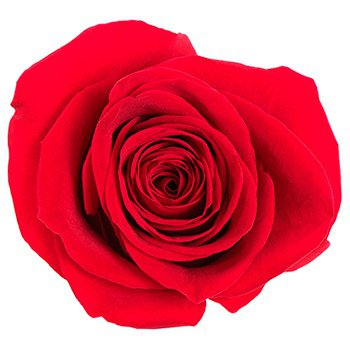Купить элитную красную розу Эквадор