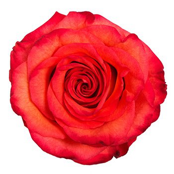 Элитная роза микс Эквадор