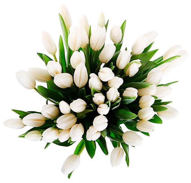 Элитный белый тюльпан 50-60 см