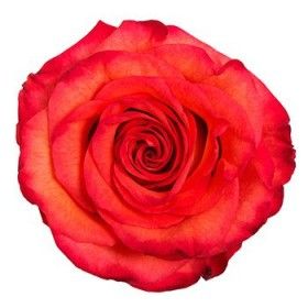101 роза сколько стоит цена